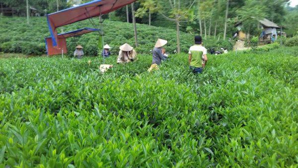 farm-thai-nguyen-tea7