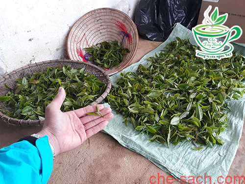 shan-tuyet-suoi-giang-duy-thinh-tea (5)