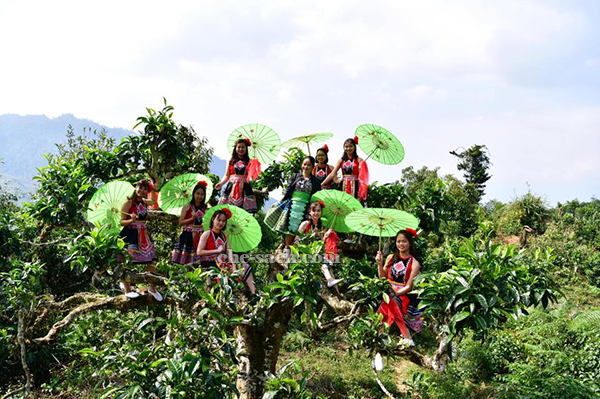 che-shan-tuyet-co-thu-giang-pang-yen-bai (3)